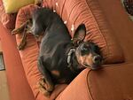 Penny is a 4-year-old Doberman rescue, now living her very best life with her human, Scott Hensley, Senior Health Editor, at NPR's Science Desk.