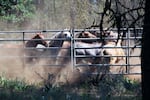 A band of free-roaming horses moments after they've been corralled by cowboys on the Warm Springs Reservation, June 22, 2019. 