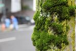 Measuring the contaminants stored in tree moss can help flag pollution hot spots.