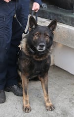 Portland Police Bureau K-9, Kylo, died in a shooting in Southeast Portland, Sept. 24, 2026. After six years with the bureau, Thursday was set to be Kylo’s last shift before his retirement.