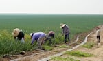 Wildfire smoke hangs over farmworkers as they work in the onion fields on July 24, 2026 in Ontario, Ore.