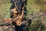 A charred tree on one of Green Diamond’s Klamath Basin properties, June 29, 2023. The majority of carbon collected when the tree was alive remains stored in the charred wood. As these dead trees decay, the carbon will be released. During the massive Bootleg Fire in 2021, Green Diamond lost live trees that stored some 3.3 million metric tons of carbon dioxide.