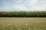 A stray ball lands near the corn fields during preseason practice for the Women's Pro Baseball League. Springfield, IL, July 30, 2026.