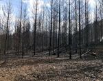 A hillside scorched and scarred from the Holiday Farm Fire, near Waldport, Oregon.