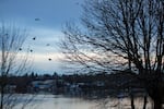 Crows fly north toward downtown Portland, Oregon, Thursday, Jan. 3, 2019.