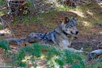 A wolf with a tracking collar around its neck lies down on the ground of a forest.