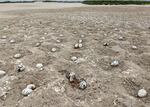 Elegant Tern eggs abandoned in the Bolsa Chica Ecological Reserve. June, 2021