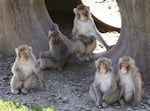 About a dozen of the 175 Japanese macaque monkeys at the Oregon National Primate Center have been found to suffer from Batten disease.