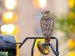 This photo provided by David Lei shows Flaco the owl on April 28, 2023, in New York. As Flaco enters his second year in the spotlight, it can be easy to forget that his freedom is the result of a crime, one that has improbably remained unsolved for a year.
