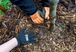 During a training with Friends of Trees on July 6, a group of Gresham youth learn how to properly mulch and care for big leaf maples planted at Columbia View Park in Gresham. Friends of Trees not only care for the environment, but also work to connect historically marginalized communities with the city.