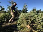 Grant Robinson cuts pesticide-free Christmas trees on a farm near Molalla, Oregon.