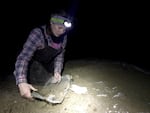 Lindsey Perry sets a trap for ravens. She wants to tag ravens so that she can see how they are affecting sage grouse. The traps must be well camouflaged in the dirt.