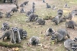 This image made from a video provided by the Kitsap County Sheriff's Office shows a large group of raccoons on a woman's property in Poulsbo, Wash.