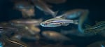 Zebrafish at Oregon State University's Sinnhuber Aquatic Research Laboratory.