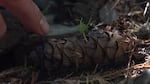 Oregon State University fire ecologist Boone Kauffman points out a young tree sprouting out of a Douglas fir cone.