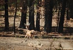 During a recent scouting mission to view the damage done by the Bootleg Fire, members of the Klamath Tribes spotted deer in burned areas, proof that life remains.