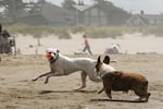 A corgi plays with a mutt at the 2016 Oregon Corgi Beach Day. Donna Newton, the breed rescue contact for the Columbia River Pembroke Welsh Corgi Club, said corgis are "big dogs in a little package. They can do anything that big dogs can do."