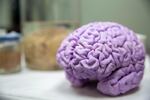 A 3D-printed brain Bill Griesar and Jeff Leake of NW Noggin brought with them to the studio.