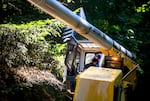 Justin Height, employee of Consumers Power Inc., uses a Jarraff tree trimmer to trim back branches that pose a risk to their company’s power lines in Blodgett, Ore., July 23, 2025.