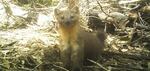 Humboldt martens are relatives of minks and otters that live in old-growth forests along the coast of Southern Oregon and Northern California.