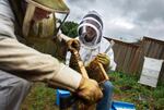 Glen Andresen and Tim Wessels, professional beekeepers, are trying to breed a honeybee more resilient to Oregon winters.