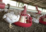 In this file photo taken June 19, 2003, chickens gather around a feeder in a Tyson Foods Inc., poultry house near Farmington, Ark. 