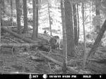 The only known photograph of the wandering wolf, OR-7, was taken by a trail camera in southern Oregon late last year. Eventually, this member of a Northeast Oregon pack crossed the state line into California 