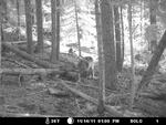 The only known photograph of the wandering wolf, OR-7, was taken by a trail camera in southern Oregon late last year. Eventually, this member of a Northeast Oregon pack crossed the state line into California 