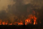 This photography shows a burning forest during a wildfire near the town of Lege-Cap-Ferret, southwestern France on July 25, 2026. Fires are raging on July 25, 2026 in France and Spain, with nearly 260,000 people evacuated near the big French city of Bordeaux and in the Madrid region, a metropolis confronted with the "worst" fire in its history. Scientists have long warned that climate change caused by human use of fossil fuels will make periods of drought more intense and longer-lasting, creating the ideal conditions for wildfires. (Photo by JULIEN DE ROSA / AFP via Getty Images)