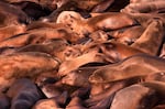 Sea lions rest on top of one another on a dock in Astoria's East Mooring Basin.