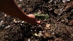 Everyday mistakes like throwing plastic bags along with food waste in the compost bin leave commercial composting facilities such as Cedar Grove with lots of little plastic bits in the finished compost.