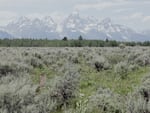 Grand Teton National Park Foundation has two years to raise $38 million while the federal government would put in the rest of the money needed to buy the land from Wyoming for $100 million.