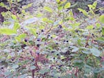 An Oval-leafed Huckleberry bush in Oregon.