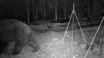 A wildlife camera captures a bear ambling past one of the recording stations. 