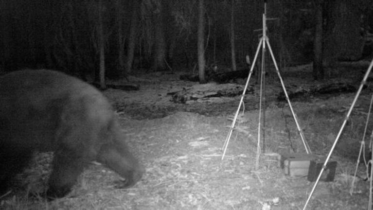 A wildlife camera captures a bear ambling past one of the recording stations. 