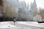 A man walks on the road in the snow on Wednesday, Jan. 17, 2024, in Tigard, Ore. The National Weather Service has issued an ice storm warning for Columbia River Gorge and Hood River Valley effective from 1 p.m. Saturday until 4 p.m. Sunday.