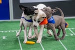 Abigail (left) and Sarge (right) team up for a defensive squeeze on Beethoven. Puppy Bowl XXI 2025 Unit