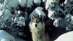 The trigger for "lethal-action" under Washington's wolf management plan is when a wolf pack attacks livestock four or more times in a year.