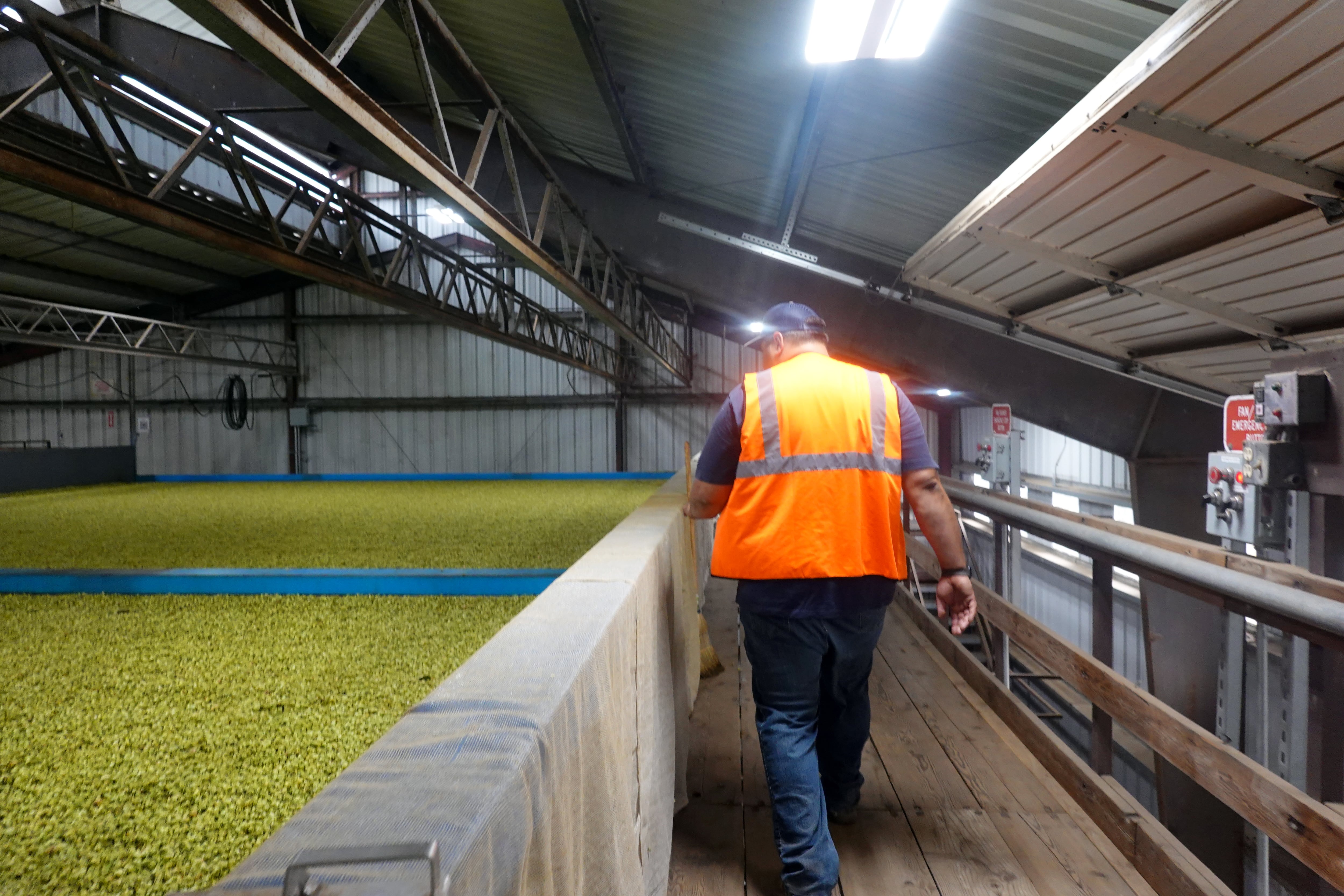Max Coleman, whose family primary grows hops near St. Paul, Ore., walking through hops drying in a warehouse, Sep. 3, 2024