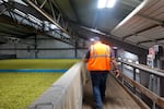 Max Coleman, whose family primary grows hops near St. Paul, Ore., walking through hops drying in a warehouse, Sep. 3, 2024