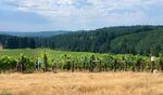 Laborers strip leaves from vines at King Estate Winery. At right is a water cooler which, on hot days, is stocked with ice.