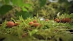 Single-cell organisms, these slime molds appear on a log like tiny orange balls. Difficult to spot, they are often overlooked and little understood.