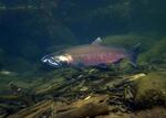 Coho salmon.