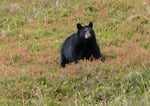 FILE- In this October 2017 file photo, a black bear walks in Granite Basin, amid low-lying blueberry thickets, in Juneau, Alaska. 