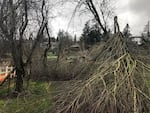 An all-too-common scene in the 
Portland region: Downed tree limbs in West Linn on Monday, a week after the storm.