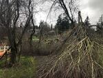 An all-too-common scene in the
Portland region: Downed tree limbs in West Linn on Monday, a week after the storm.
