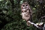 This June 1995 file photo shows a Northern Spotted owl taken in Point Reyes, Calif.