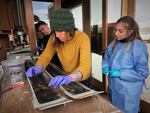 Kristin Broumas applies graphics to a new set of handmade skis, as workshop participants Attila Jurecska and his daughter Francesca watch their new skis become truly custom in a trailer parked in Southern Oregon in March 2022.