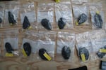 The 14 original obsidian bifaces found in the cache. Archeologists later found a fifteenth obsidian biface and several other stone tools on the site.