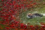 Bear bonanza. Katmai National Park and Preserve, Alaska. When the salmon arrive in summer, so do the bears. Though they are usually solitary, they congregate in large numbers to fish.